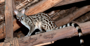 Genette, carnivore fugace qui rappelle le chat